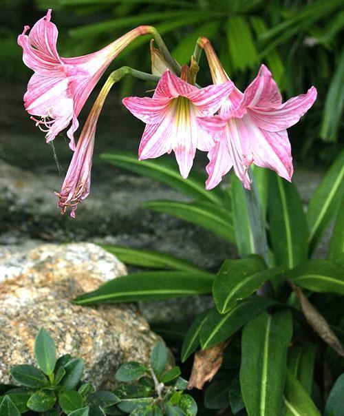 Hippeastrum kukkii pihalla