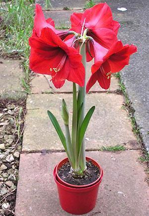Hippeastrum potissa