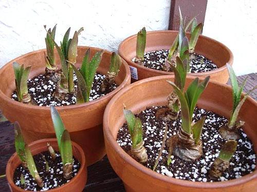 Hippeastrum vapauttaa ensimmäiset lehdet