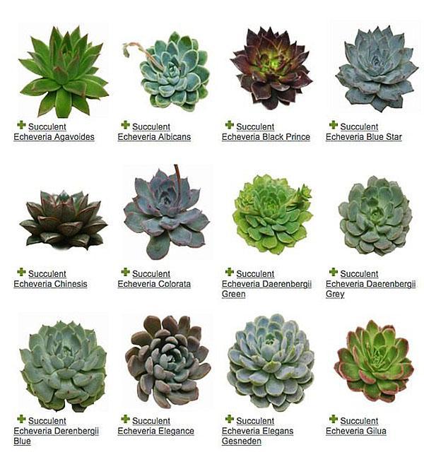 Echeveria-lajien luettelo
