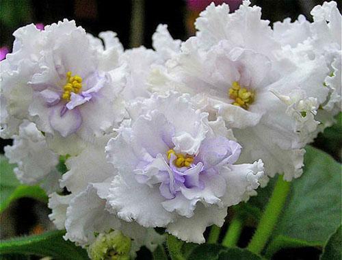 Violetti sisätiloissa