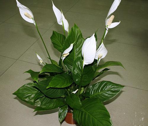 Huonekasvi spathiphyllum
