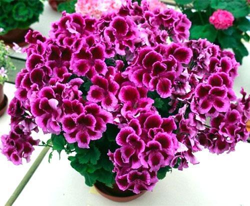 Kaunis kirkas pelargonium