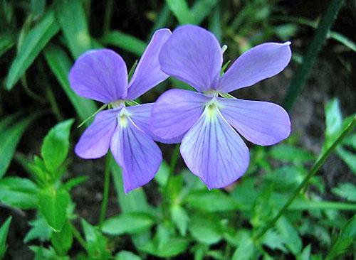 Monivuotinen kasvi - sarvipunainen violetti