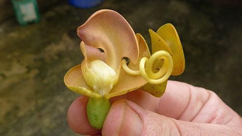 Fancy caracal papu kukkia