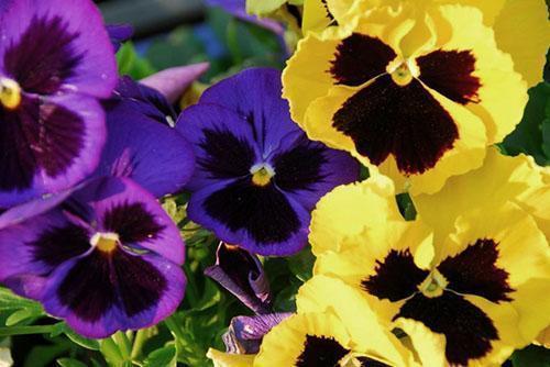Herkkä kaunis kukka - kolmivärinen violetti