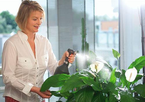 Spathiphyllum-ruiskutus