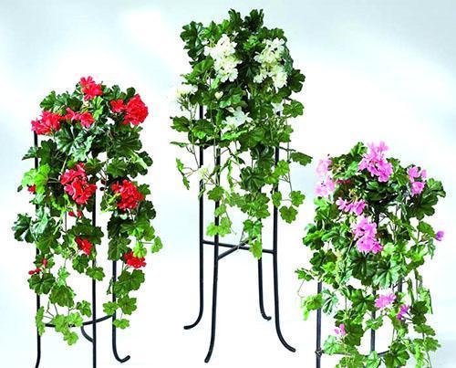 Pelargoniumit koristavat kaikki sisätilat