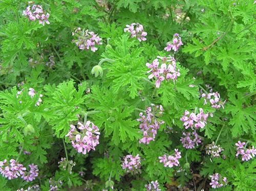 Pelargonium tuoksuva päällä