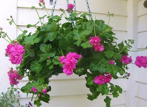 Pelargonium kesällä pihalla