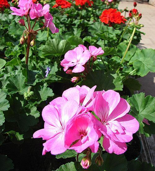 Pelargonium maisemasuunnittelussa