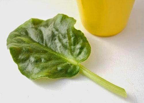 Lehden valmistelu juurtumista varten