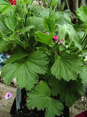 Virheellisellä hoidolla pelargonium lopettaa kukinnan tai ei kukki ajoissa