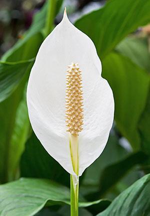 Avautunut spathiphyllum-kukka