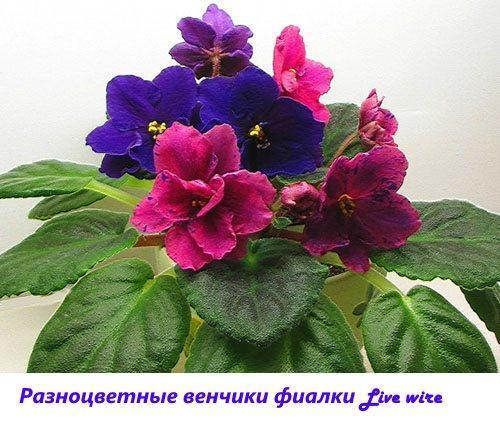 Moniväriset violettikorollat ​​Elävä lanka