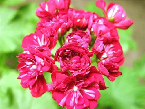 Kukinto Pelargonium Monseruds Rosen