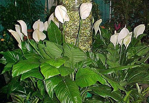 Spathiphyllum maisemasuunnittelussa