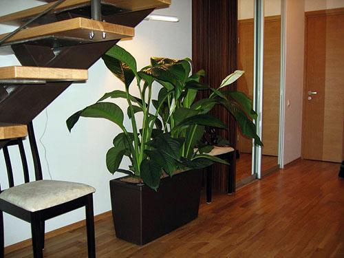 Spathiphyllum toimistossa