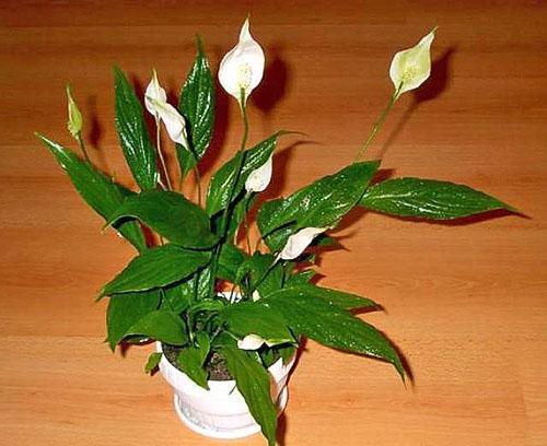 Spathiphyllum tarvitsee viihtyisän paikan ilman luonnoksia