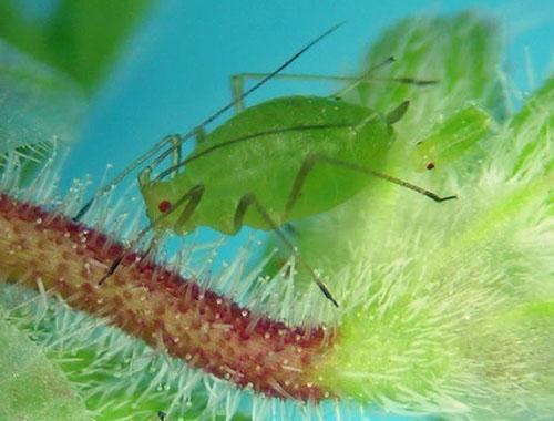 Kirvat voivat aiheuttaa merkittävää haittaa pelargonioille kukkapenkissä