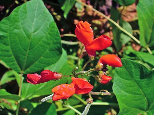 Turkkilaiset pavut (Phaseolus coccineus)