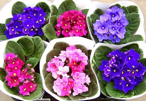 Violetit ovat monenlaisia