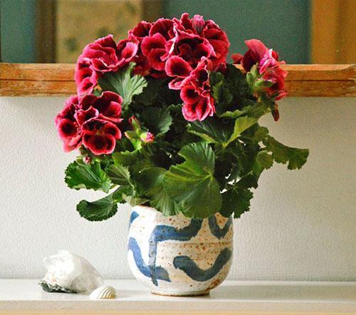 Kuninkaallinen pelargonium voi olla ikkunalaudan koriste
