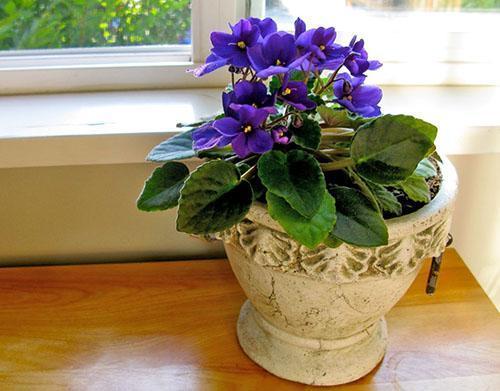 Usambara-violetti tai saintpaulia