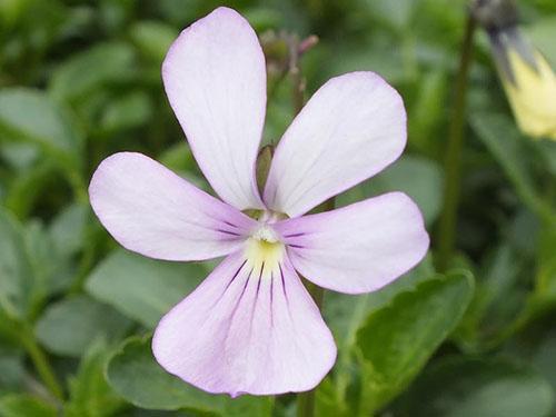 Luonnossa sarvipunainen violetti kukkii valkoisena, sinisenä, lila.