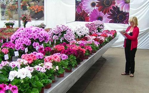 Eri lajien ja lajikkeiden pelargoniumien näyttely