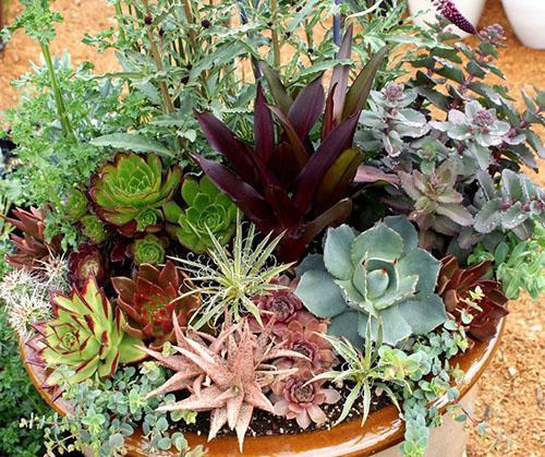 Echeveria erityyppisiä