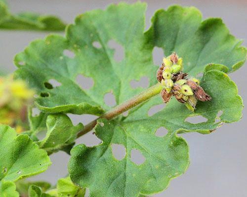 Puutarhassa kasvatettu geranium on sairas