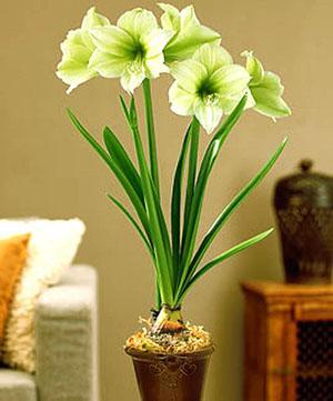 Rakas hippeastrum kukki