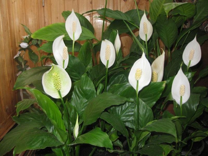 spathiphyllum kukkii