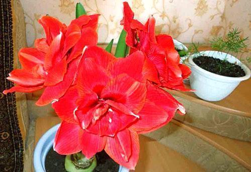 Talvella hippeastrum miellyttää kaunista kukintaa