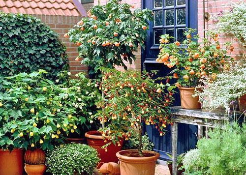 Abutilon sisävaahtera