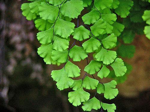 Neitsytkarva Venuksen hiukset (A. capillus-veneris)
