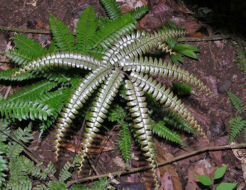 Nelilehtinen neito (A. Tetraphyllum)
