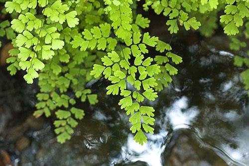 Adiantum capillus-veria (Venuksen neito-karvainen saniainen)