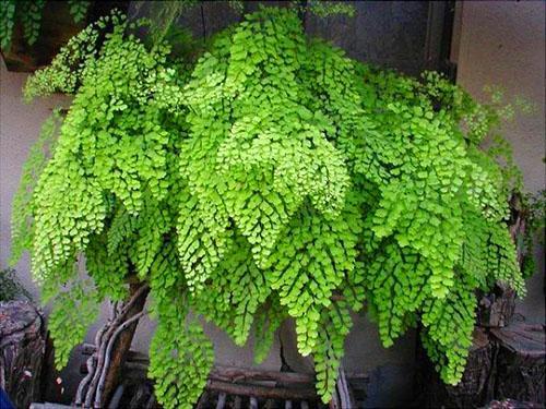 Maidenhair venuksen hiukset