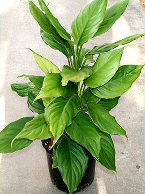 Aglaonema vaatimaton tai kohtalainen (A. modestum)
