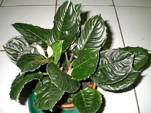 Aglaonema - home care, how to make it more bushy, photo, video