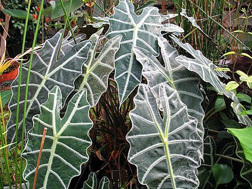 Alokasia poly