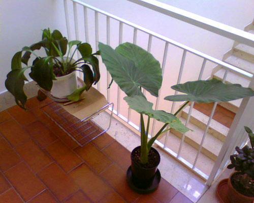 Alocasia kotiin