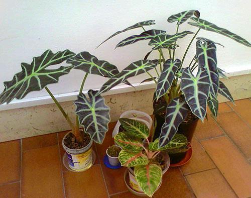 Alocasia kodin sisustuksessa
