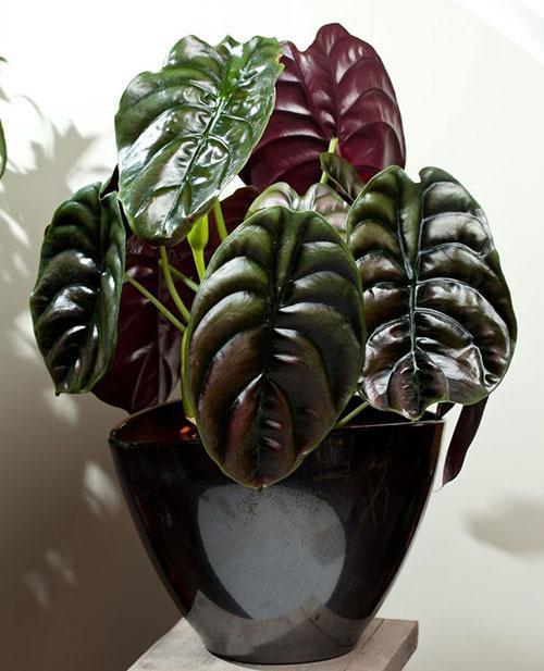 Alocasia Punainen salaisuus