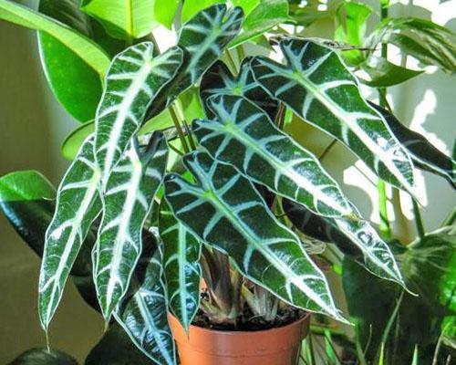 Alocasia amazonian kotona