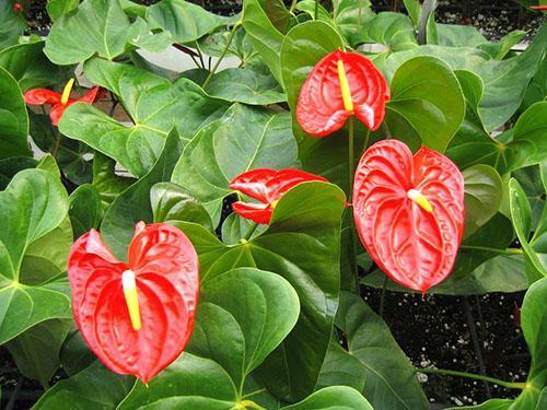 Scarlet Anthurium -kukkahunnut