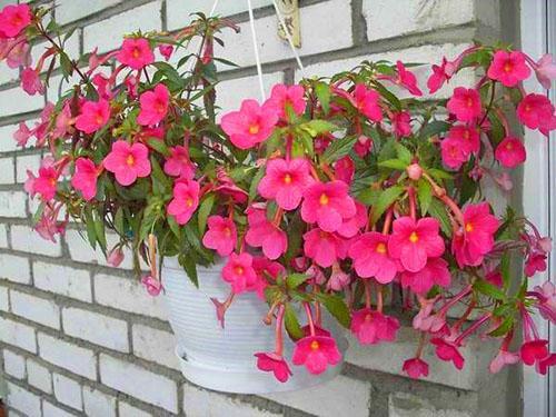 Ampeeriset achimenes