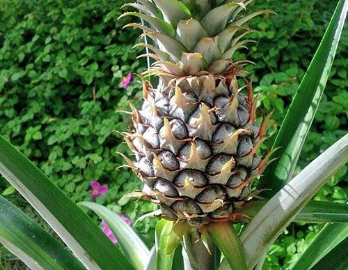 Piña - especies, variedades, frutas exóticas, piña decorativa, foto, video